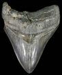Serrated, Fossil Megalodon Tooth - South Carolina #51130-1